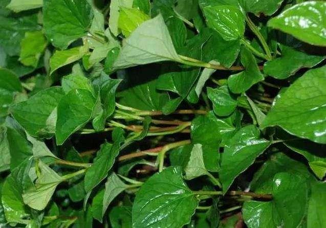 她因長期吸菸得了肺癌！一杯茶竟然把她的肺部清的乾乾淨淨！（一定要轉發,轉發可以救很多人!)