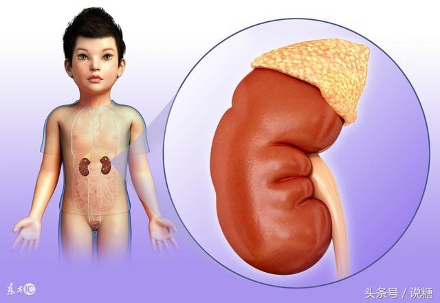 糖尿病是個「偷腎」的賊，護腎多喝這碗湯