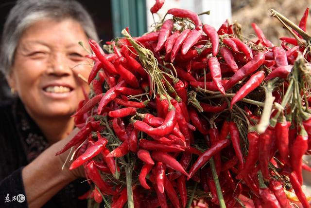 體內濕氣太重?生薑加它泡水喝,一周去除體內10年濕氣!