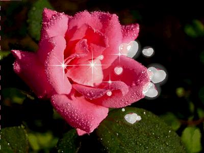 Image result for 花 gif