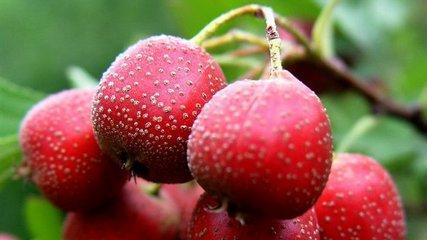 3.6億高血壓患者請注意：藥補不如食補，這些食物是天然的降壓藥