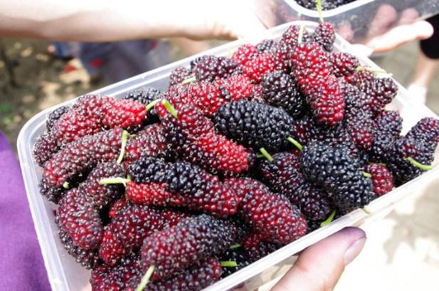 這3種水果，女人吃了美容，男人吃了補腎，吃貨們都喜歡