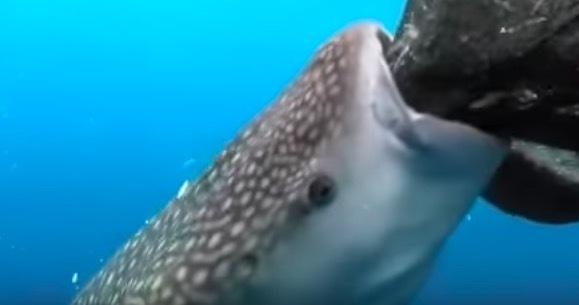 Conservation International