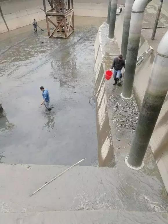 自來水廠蓄水池，年底清汙清出幾百斤魚，可沒人放過魚