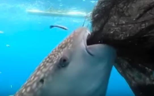 Conservation International