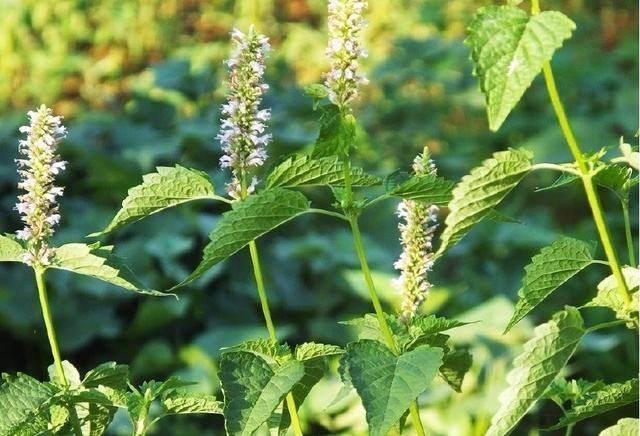 體內濕氣重？只需幾滴白醋，三天不到輕鬆祛除體內濕氣