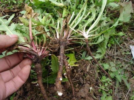 肝是人體非常重要的器官,如何排出「肝毒」將自己的肝「洗凈」呢?