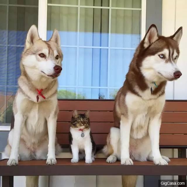 貓咪被撿回家，被三隻哈士奇養大，喵星人完全把自己當汪星人了