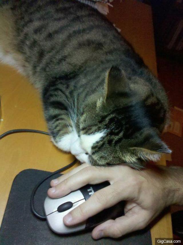 當你的貓咪輕咬你時，其實是對你說「我愛你」，而你卻誤解它