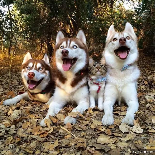 貓咪被撿回家，被三隻哈士奇養大，喵星人完全把自己當汪星人了