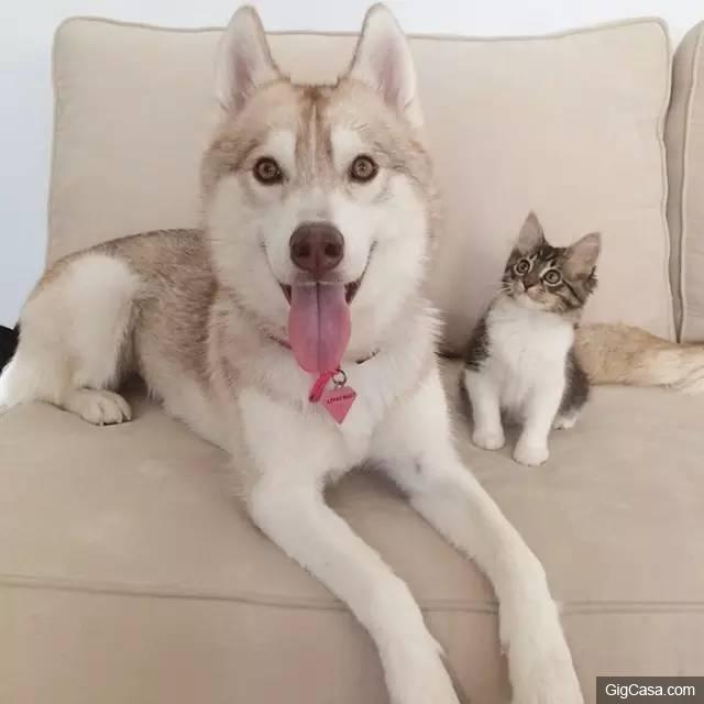 貓咪被撿回家，被三隻哈士奇養大，喵星人完全把自己當汪星人了