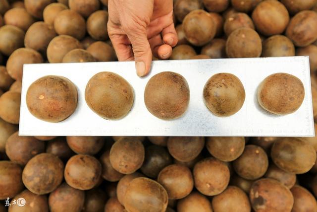 羅漢果的神奇傳說，你知道嗎？