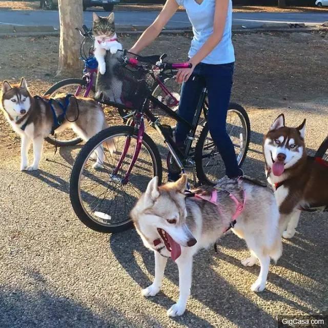 貓咪被撿回家，被三隻哈士奇養大，喵星人完全把自己當汪星人了