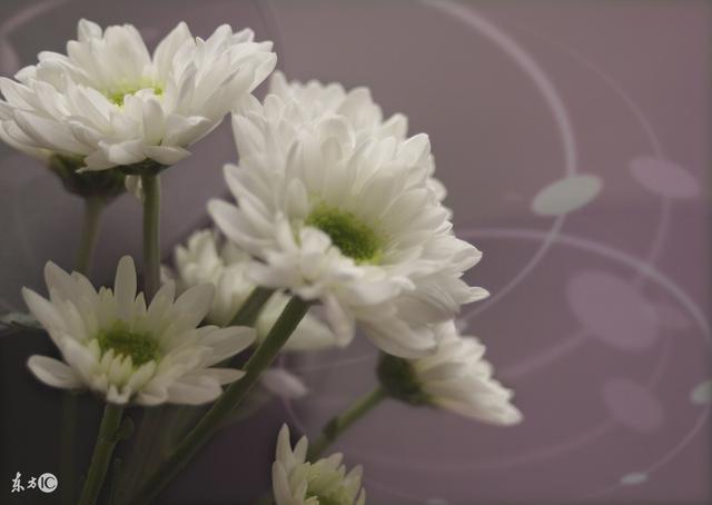 老公葬禮，我穿紅衣放鞭炮，婆婆踹倒我，我拿出一張紙，現場炸鍋