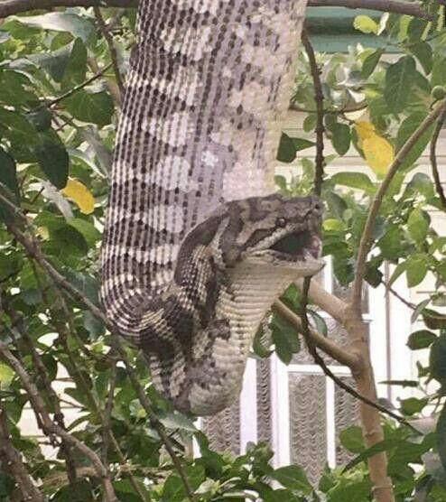 女子早上開窗通氣，眼前的一幕嚇得她趕緊撥打求救電話！