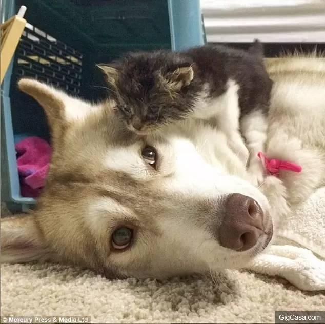 貓咪被撿回家，被三隻哈士奇養大，喵星人完全把自己當汪星人了