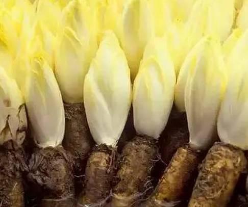 肝是人體非常重要的器官,如何排出「肝毒」將自己的肝「洗凈」呢?