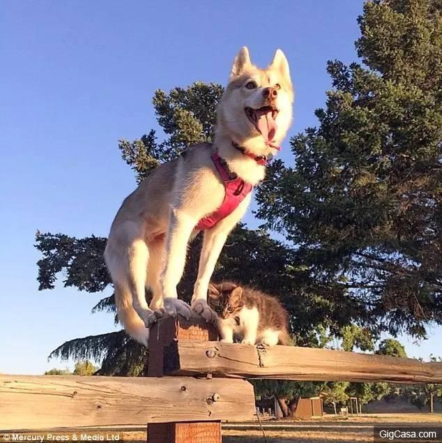 貓咪被撿回家，被三隻哈士奇養大，喵星人完全把自己當汪星人了