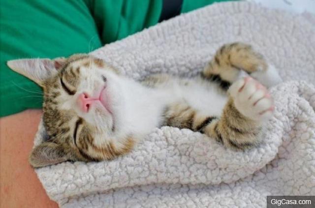 當你的貓咪輕咬你時，其實是對你說「我愛你」，而你卻誤解它