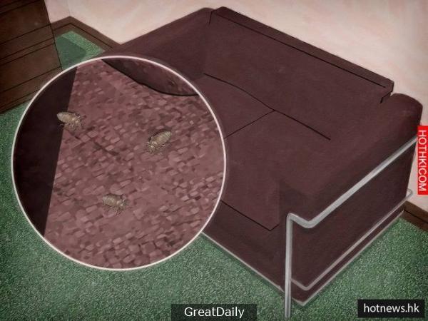 睡覺的時候身體好癢，竟然是床上有這種「蟲」，千萬要小心！不趕緊滅掉他後果很嚴重.. ...