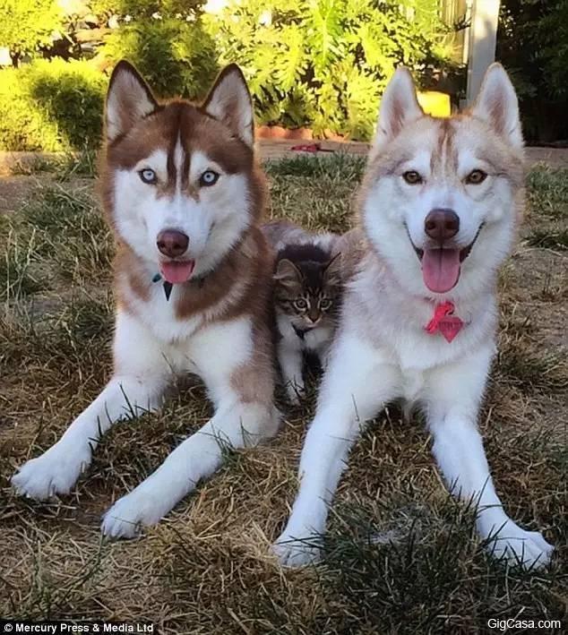 貓咪被撿回家，被三隻哈士奇養大，喵星人完全把自己當汪星人了