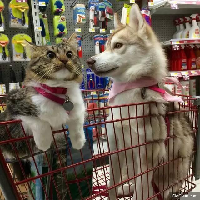 貓咪被撿回家，被三隻哈士奇養大，喵星人完全把自己當汪星人了