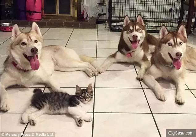 貓咪被撿回家，被三隻哈士奇養大，喵星人完全把自己當汪星人了