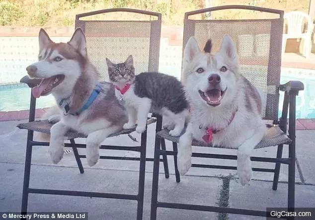 貓咪被撿回家，被三隻哈士奇養大，喵星人完全把自己當汪星人了