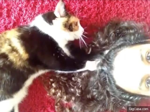 當你的貓咪輕咬你時，其實是對你說「我愛你」，而你卻誤解它