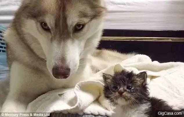 貓咪被撿回家，被三隻哈士奇養大，喵星人完全把自己當汪星人了