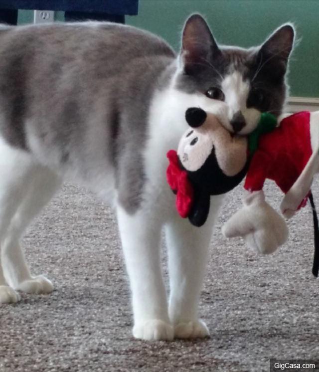 當你的貓咪輕咬你時，其實是對你說「我愛你」，而你卻誤解它