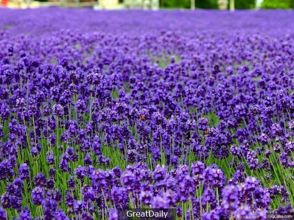 蚊子最討厭的6種味道！！！