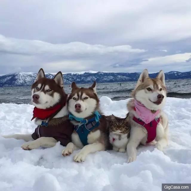 貓咪被撿回家，被三隻哈士奇養大，喵星人完全把自己當汪星人了