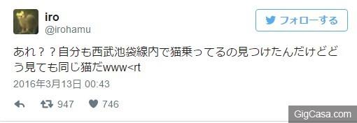 會自己搭地鐵回家的神秘貓咪 居然是已經長達 3 年以上的熟客！