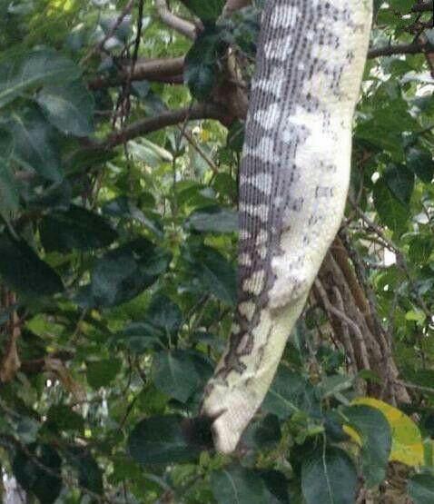 女子早上開窗通氣，眼前的一幕嚇得她趕緊撥打求救電話！