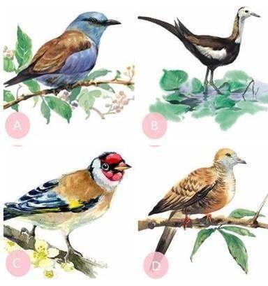 測試：選一隻你最喜歡的鳥，測你最近有沒有偏財運跟著你走嗎？來測一測試試！