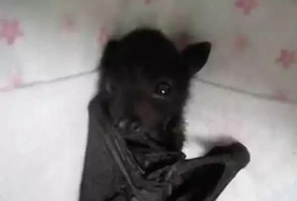 國外一男孩在後院玩，看見了一雙黑溜溜的眼睛，隨後他竟命喪黃泉