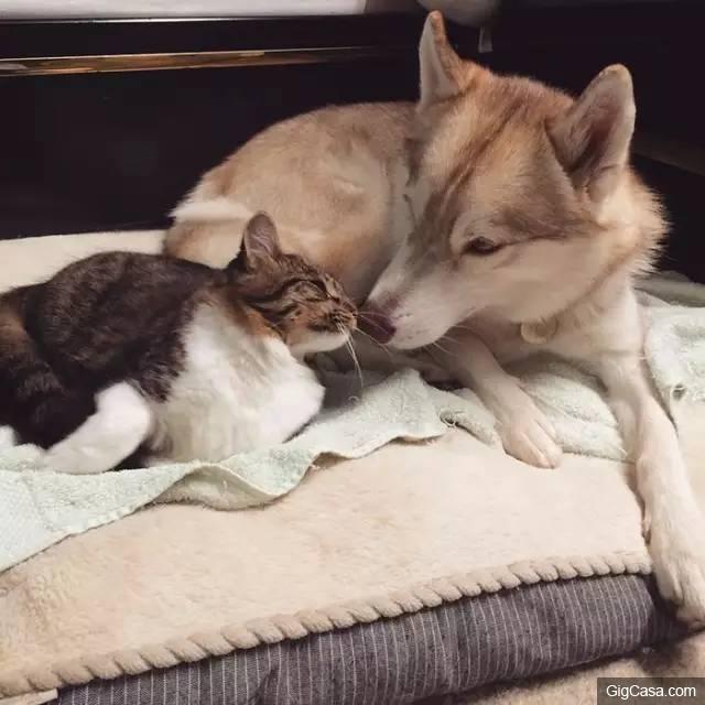 貓咪被撿回家，被三隻哈士奇養大，喵星人完全把自己當汪星人了