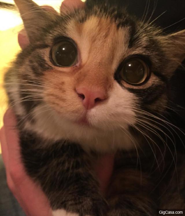 當你的貓咪輕咬你時，其實是對你說「我愛你」，而你卻誤解它