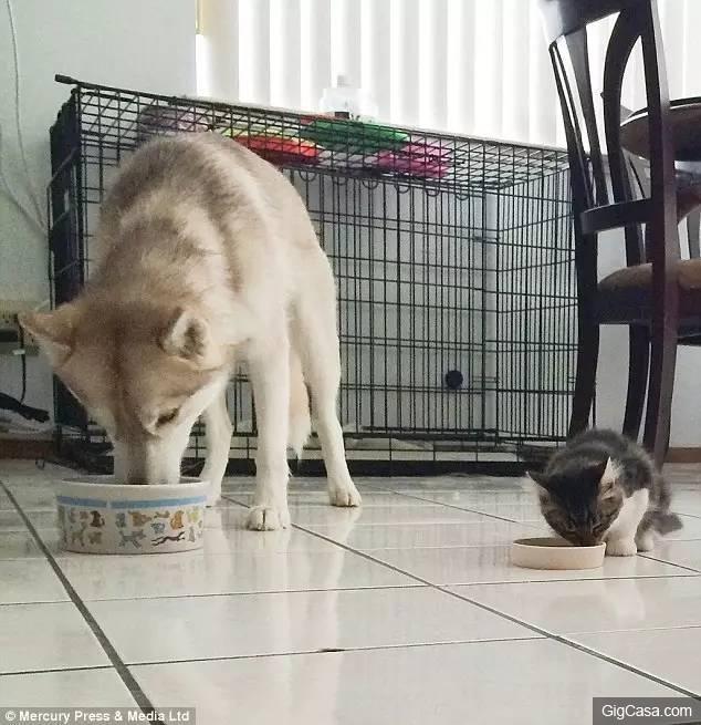 貓咪被撿回家，被三隻哈士奇養大，喵星人完全把自己當汪星人了