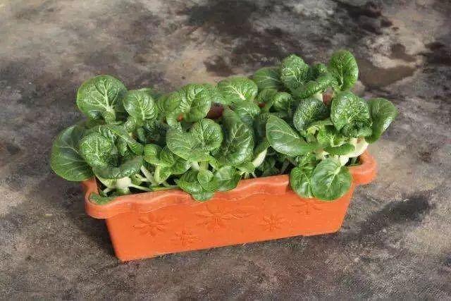 漫談｜「盆栽蔬菜」成時尚，不僅是美食，還是好景觀