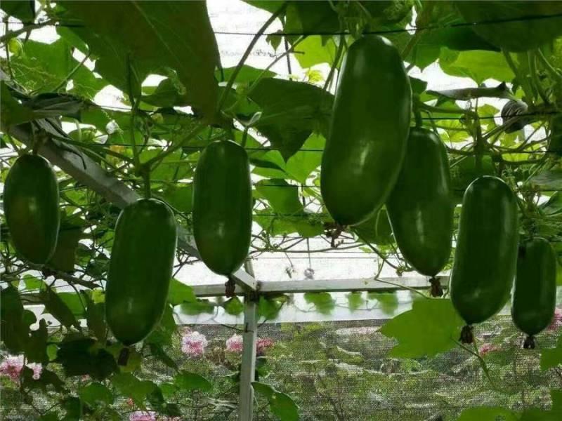 這些「罕見的水果」你吃過幾種？「這種樹」居然長出香腸了，味道還超甜！ - 美麗日報 Life