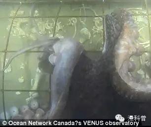 一群科學家把「豬的屍體」扔進300米深的海底，最後的結果讓人嚇壞了！