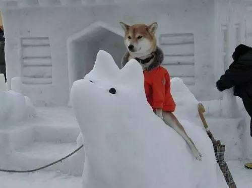 你以為做狗很舒服嘛？攤上這樣的坑狗鏟屎官試試？！