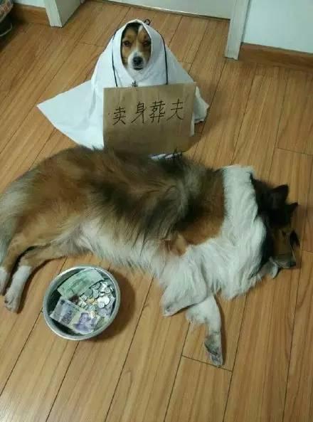 你以為做狗很舒服嘛？攤上這樣的坑狗鏟屎官試試？！