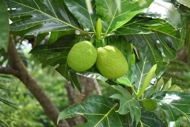 這些「罕見的水果」你吃過幾種？「這種樹」居然長出香腸了，味道還超甜！ - 美麗日報 Life