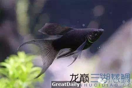 魚缸中的各路清潔英雄！你知道幾個？