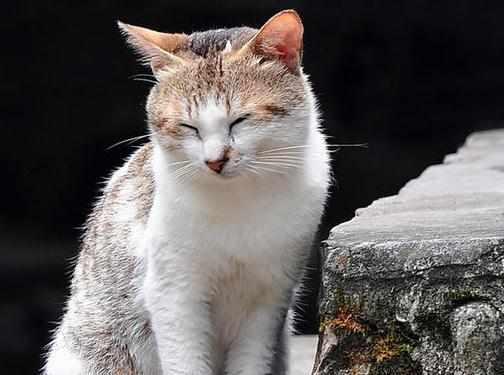 故宮裡的這些「神獸」，有一隻是活著的，並且一直在繁衍著！