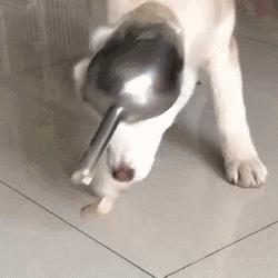 你以為做狗很舒服嘛？攤上這樣的坑狗鏟屎官試試？！