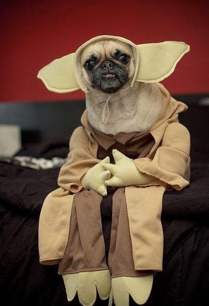 你以為做狗很舒服嘛？攤上這樣的坑狗鏟屎官試試？！